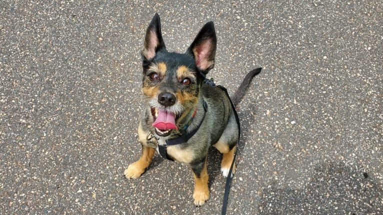 Baylee, a Yorkshire Terrier and German Shepherd Dog mix tested with EmbarkVet.com