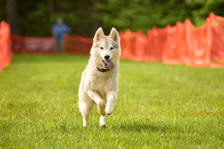 Serac, a Siberian Husky and German Shepherd Dog mix tested with EmbarkVet.com
