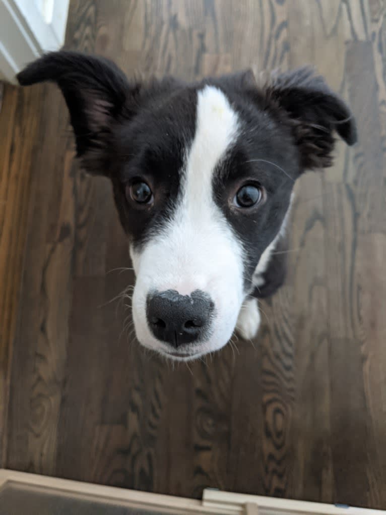 Oreo, an American Pit Bull Terrier and Mountain Cur mix tested with EmbarkVet.com