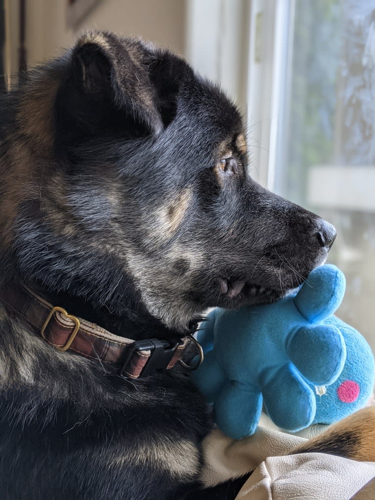 Kaiju Bear, an Akita and Alaskan Malamute mix tested with EmbarkVet.com