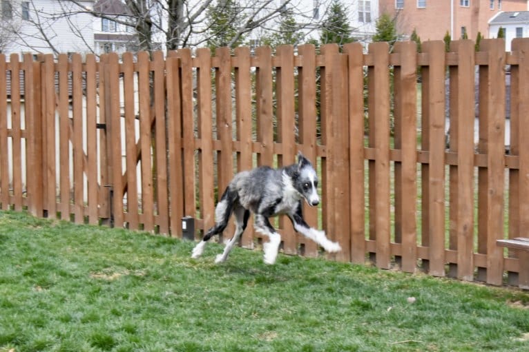 Auggie, a Greyhound and Scottish Deerhound mix tested with EmbarkVet.com