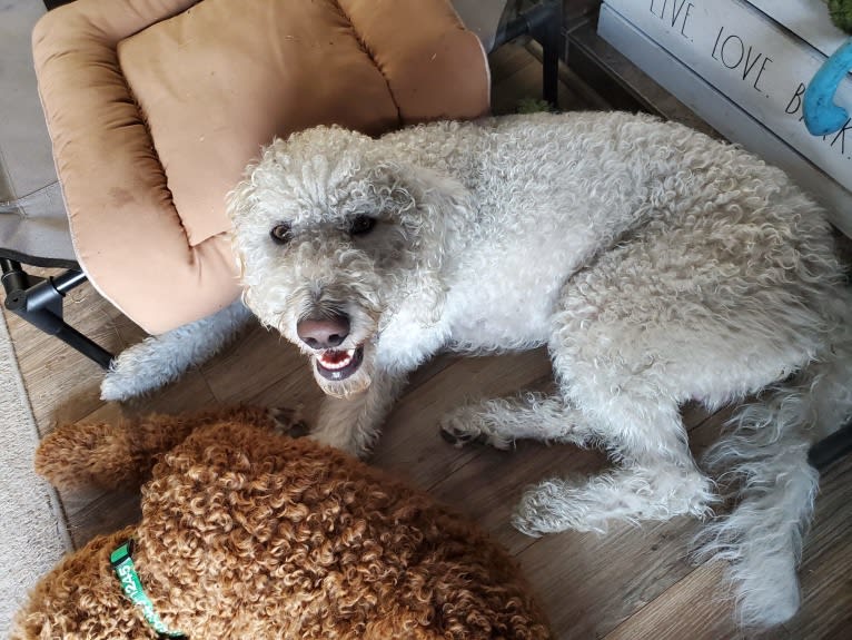 Jace, a Poodle (Standard) and Llewellin Setter mix tested with EmbarkVet.com