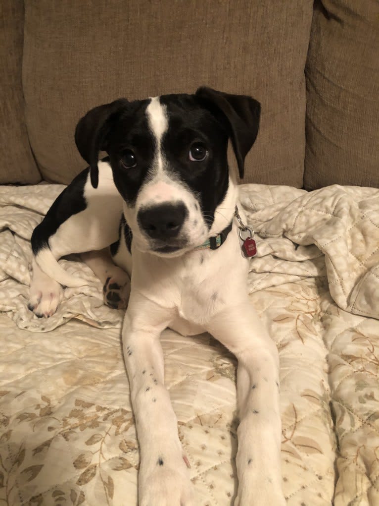 Maggie, an American Pit Bull Terrier and Boxer mix tested with EmbarkVet.com