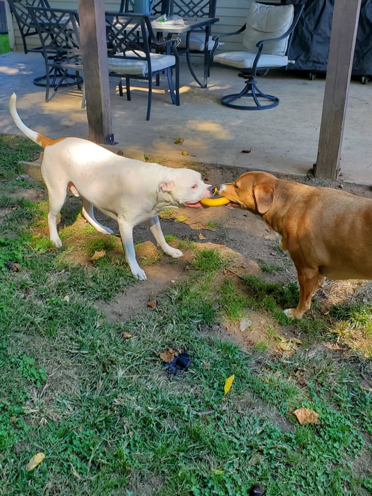 Thorsen, a Boxer and Saint Bernard mix tested with EmbarkVet.com