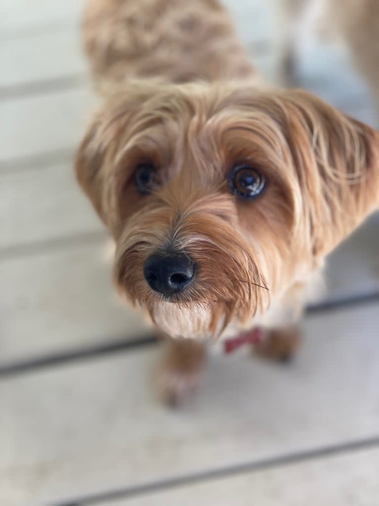 Winslow, a Yorkshire Terrier and Dachshund mix tested with EmbarkVet.com