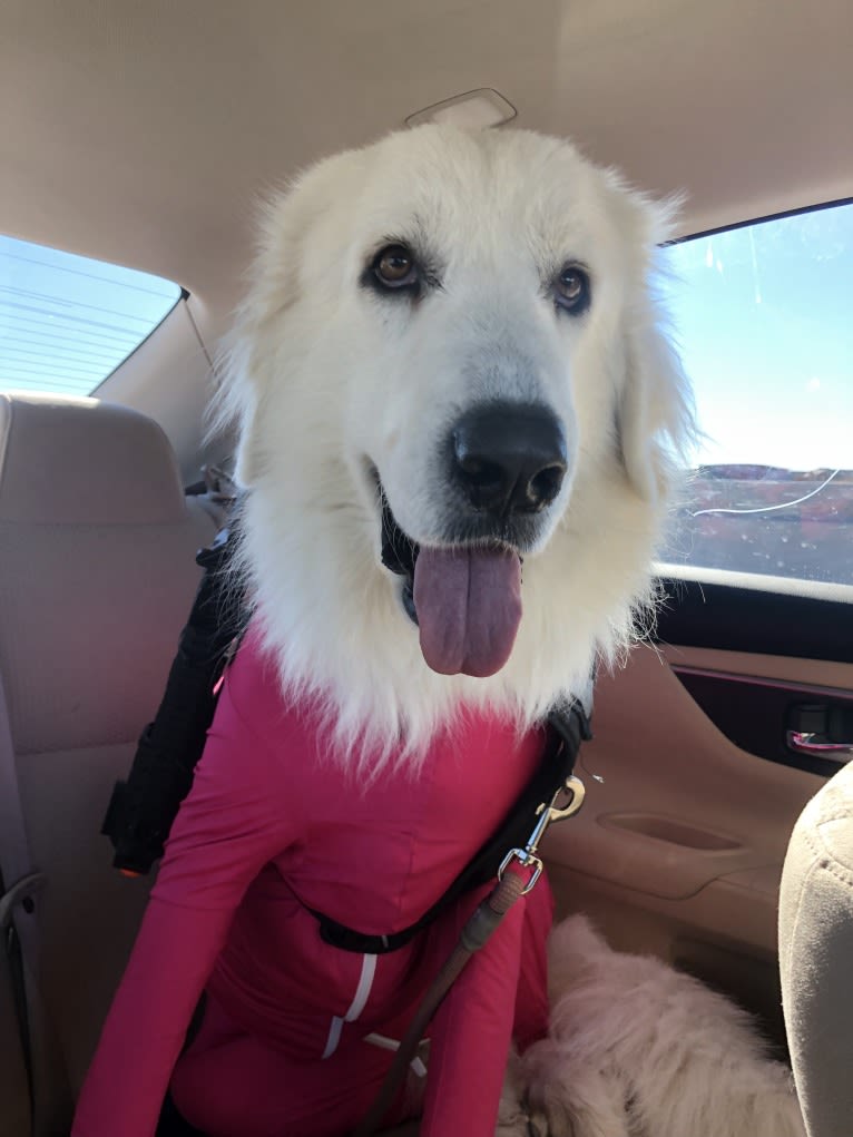 Looney “Chik’in Mini Bandit” Bear, a Great Pyrenees tested with EmbarkVet.com