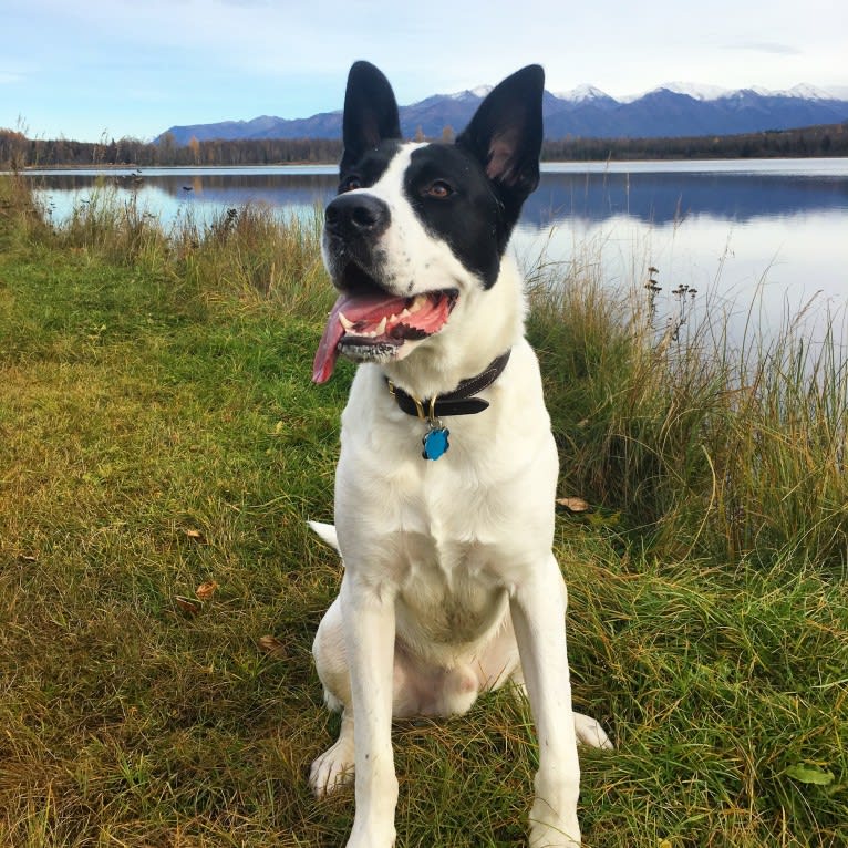 Bruce, a Great Dane and American Pit Bull Terrier mix tested with EmbarkVet.com