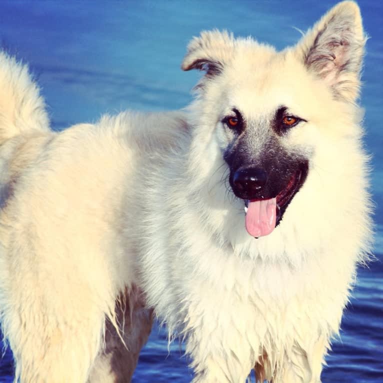 Luca, a German Shepherd Dog and Collie mix tested with EmbarkVet.com