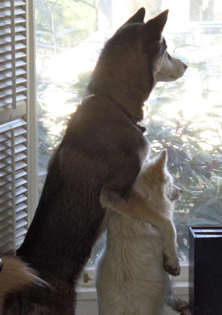 Romeo, an American Eskimo Dog tested with EmbarkVet.com