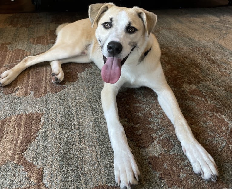 Finn, a Siberian Husky and American Pit Bull Terrier mix tested with EmbarkVet.com