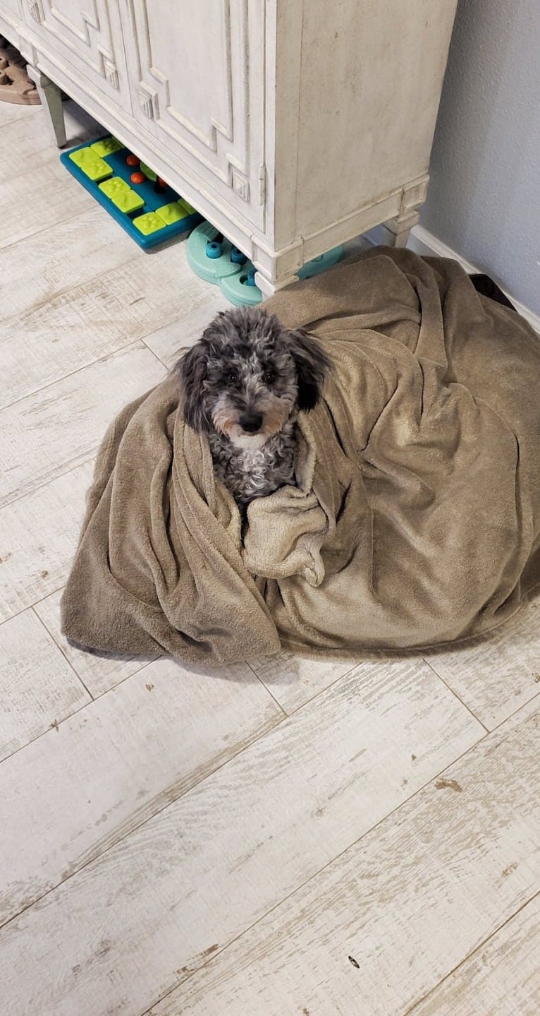 Storm Erickson, a Poodle (Small) and Poodle (Standard) mix tested with EmbarkVet.com