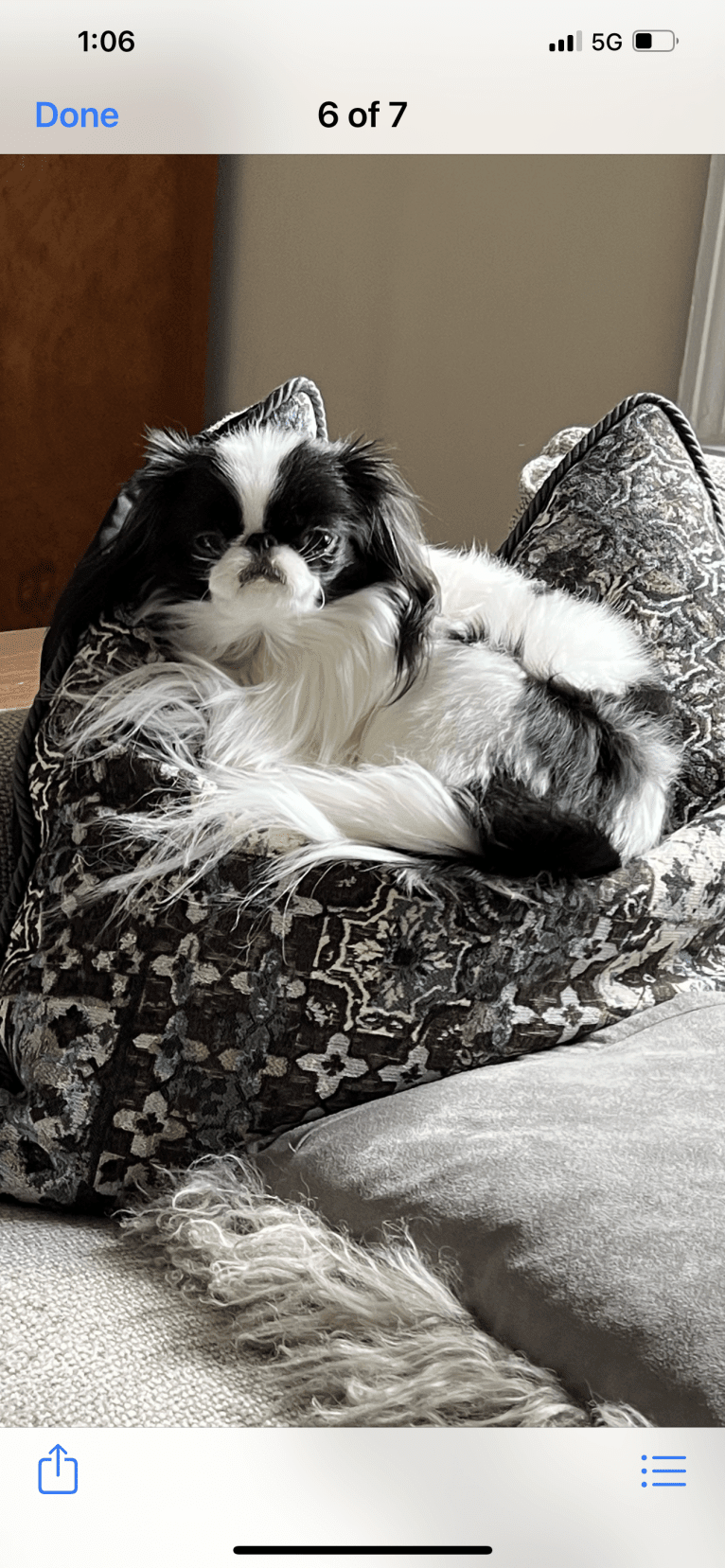 Daisy, a Japanese Chin tested with EmbarkVet.com