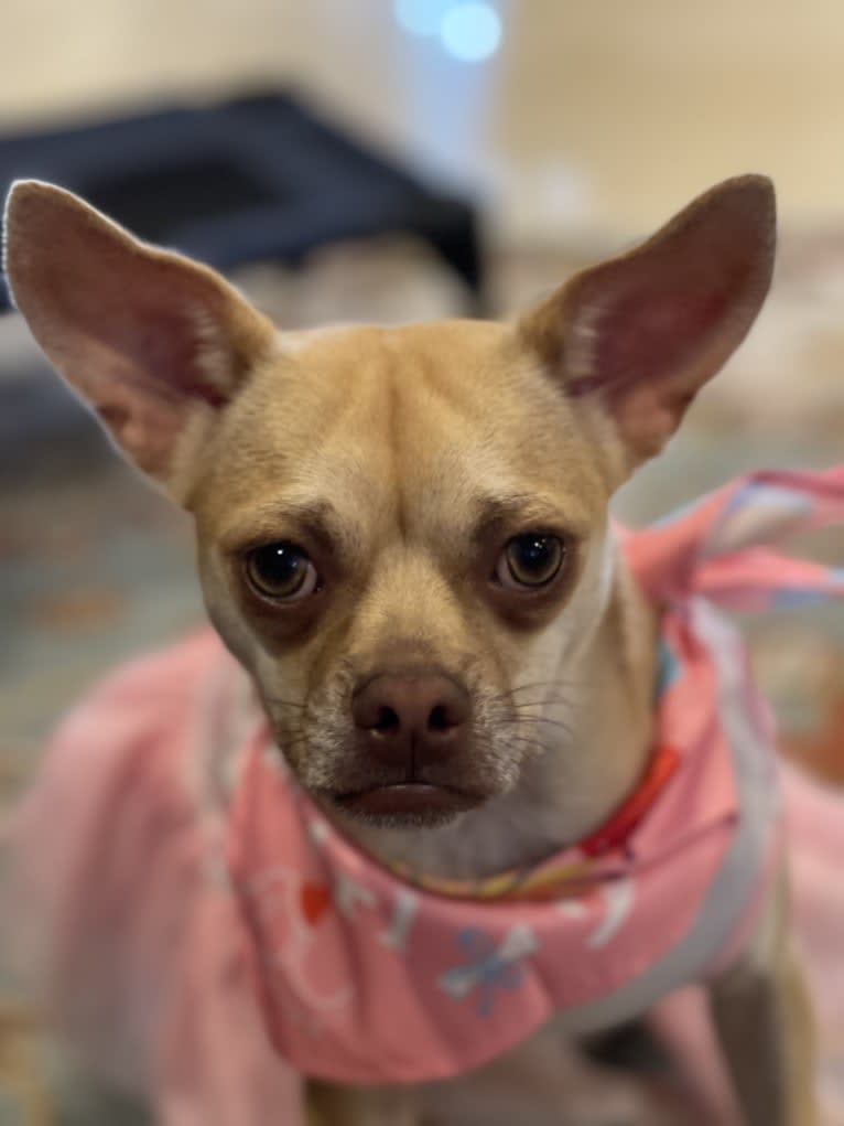 Penny, a Boston Terrier and Chihuahua mix tested with EmbarkVet.com