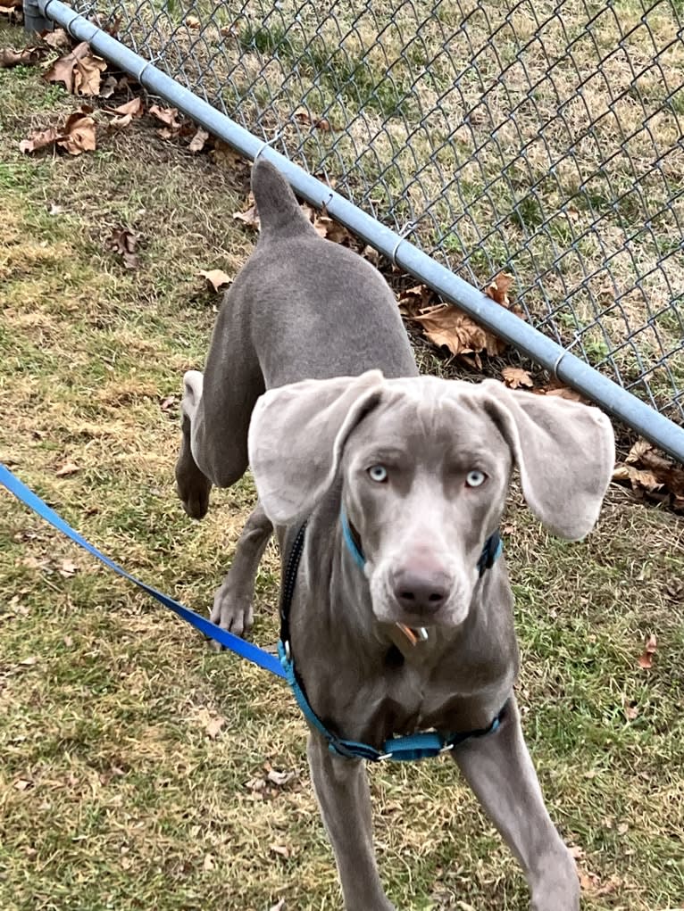 Apollo, a Weimaraner tested with EmbarkVet.com