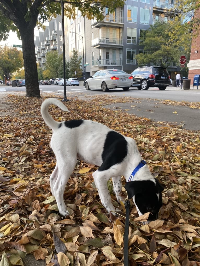 Pepper, a Catahoula Leopard Dog and American Pit Bull Terrier mix tested with EmbarkVet.com