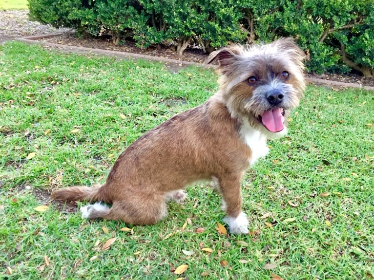 Ernie, a Bulldog and Shih Tzu mix tested with EmbarkVet.com