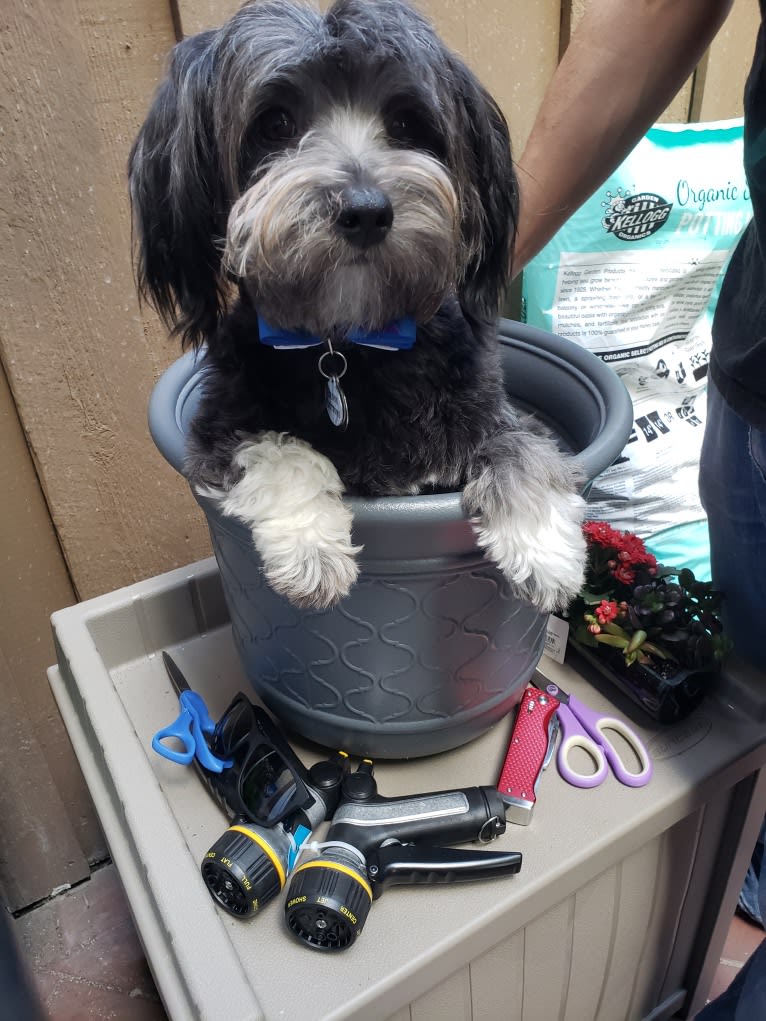 Benny, a Poodle (Small) and Chihuahua mix tested with EmbarkVet.com