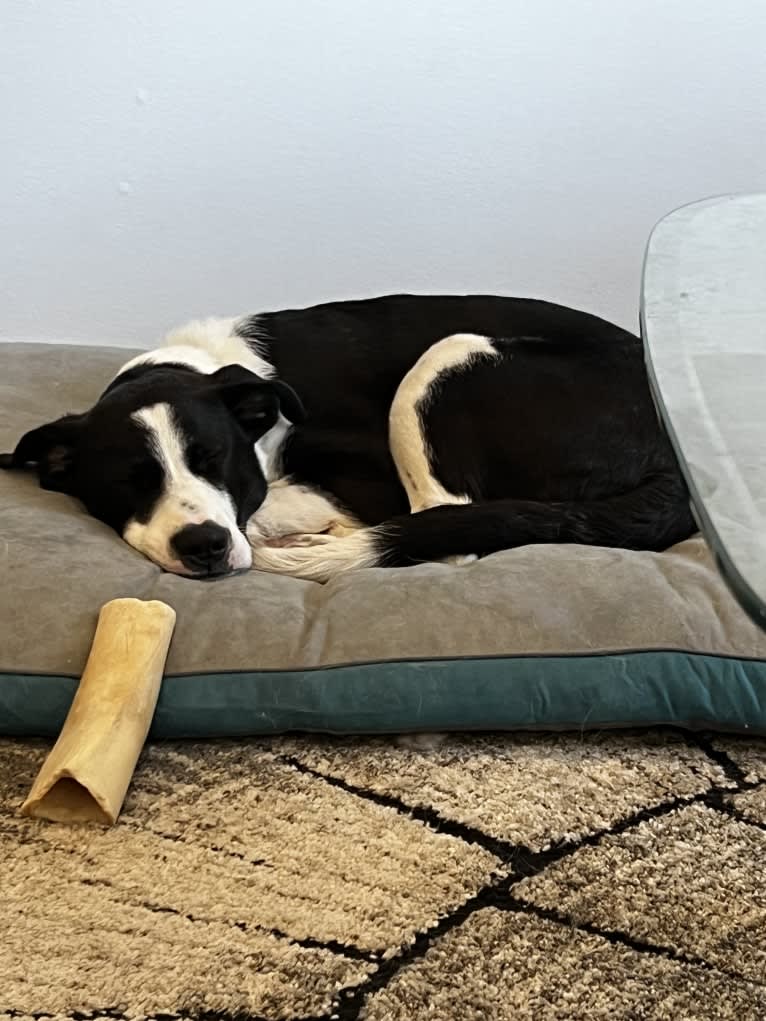 Tony, a Great Pyrenees and American Pit Bull Terrier mix tested with EmbarkVet.com