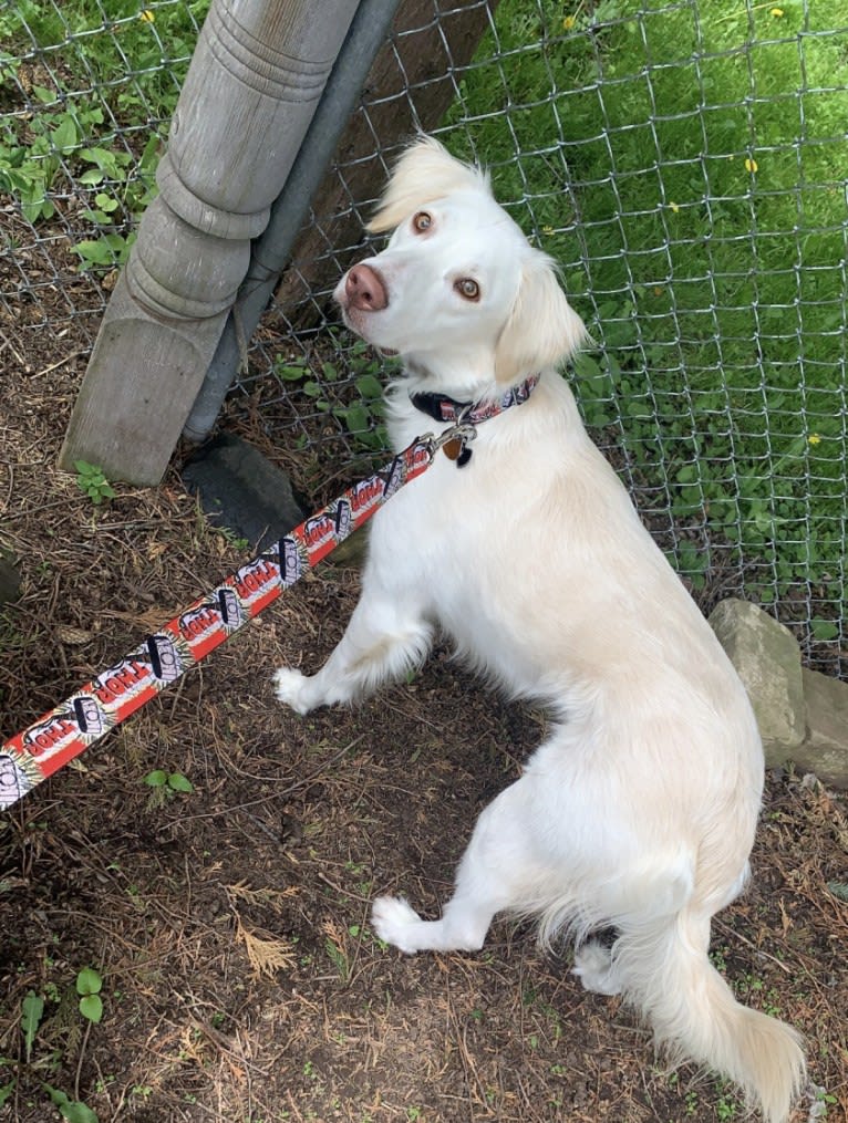 Thor, a German Shorthaired Pointer and English Springer Spaniel mix tested with EmbarkVet.com