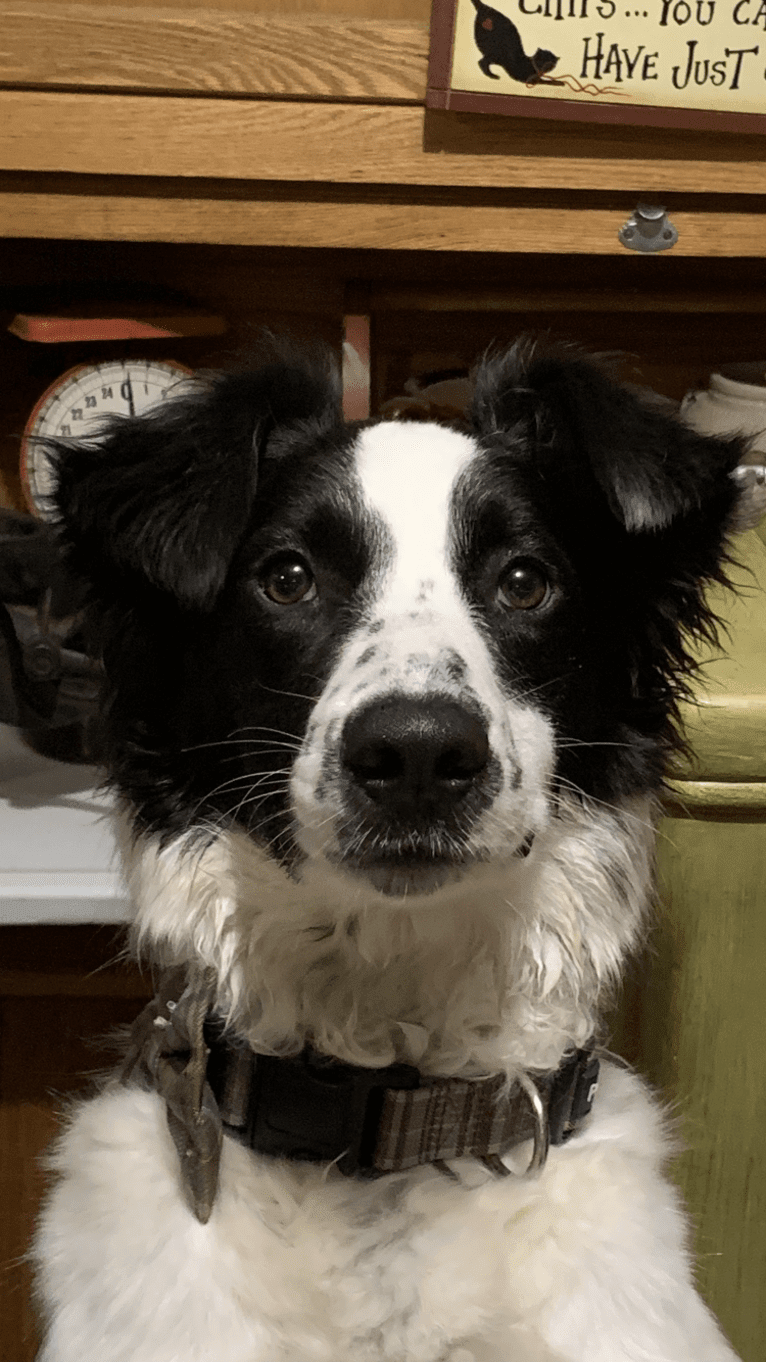 Duncan, a Border Collie and Australian Cattle Dog mix tested with EmbarkVet.com