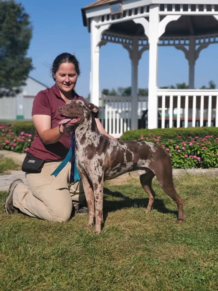 Baldr, a Catahoula Leopard Dog tested with EmbarkVet.com