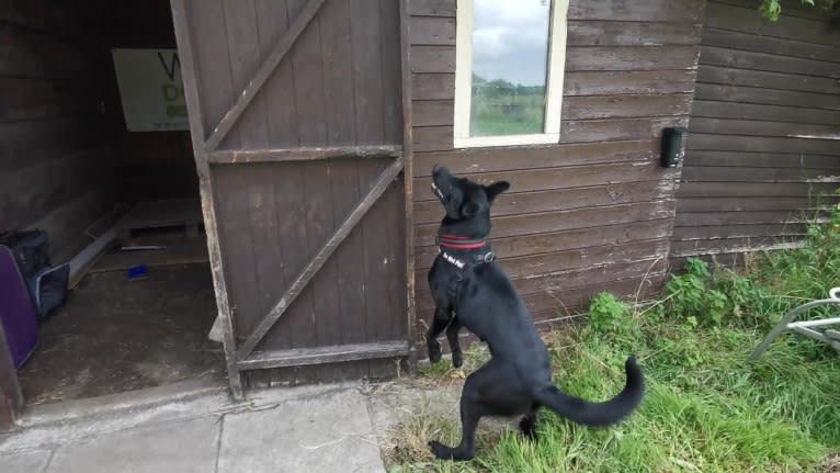 Mystic Black Fury aka Raven, a Dutch Shepherd and Belgian Malinois mix tested with EmbarkVet.com