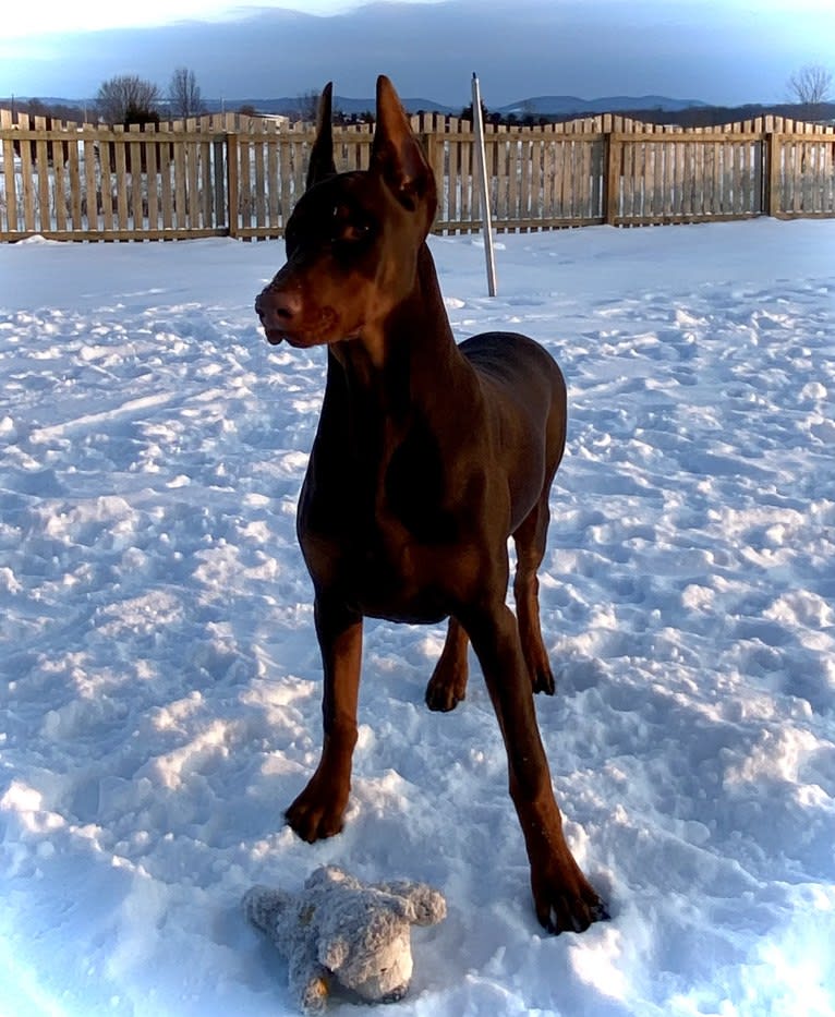 Han's Hatteras Sound, a Doberman Pinscher tested with EmbarkVet.com