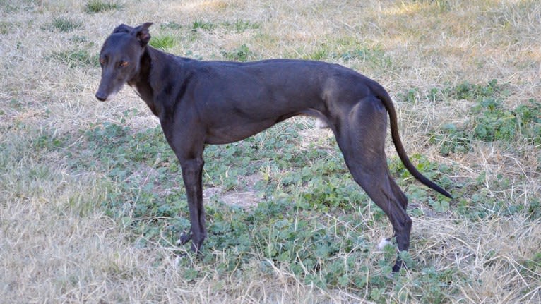 Checkmate, a Whippet tested with EmbarkVet.com