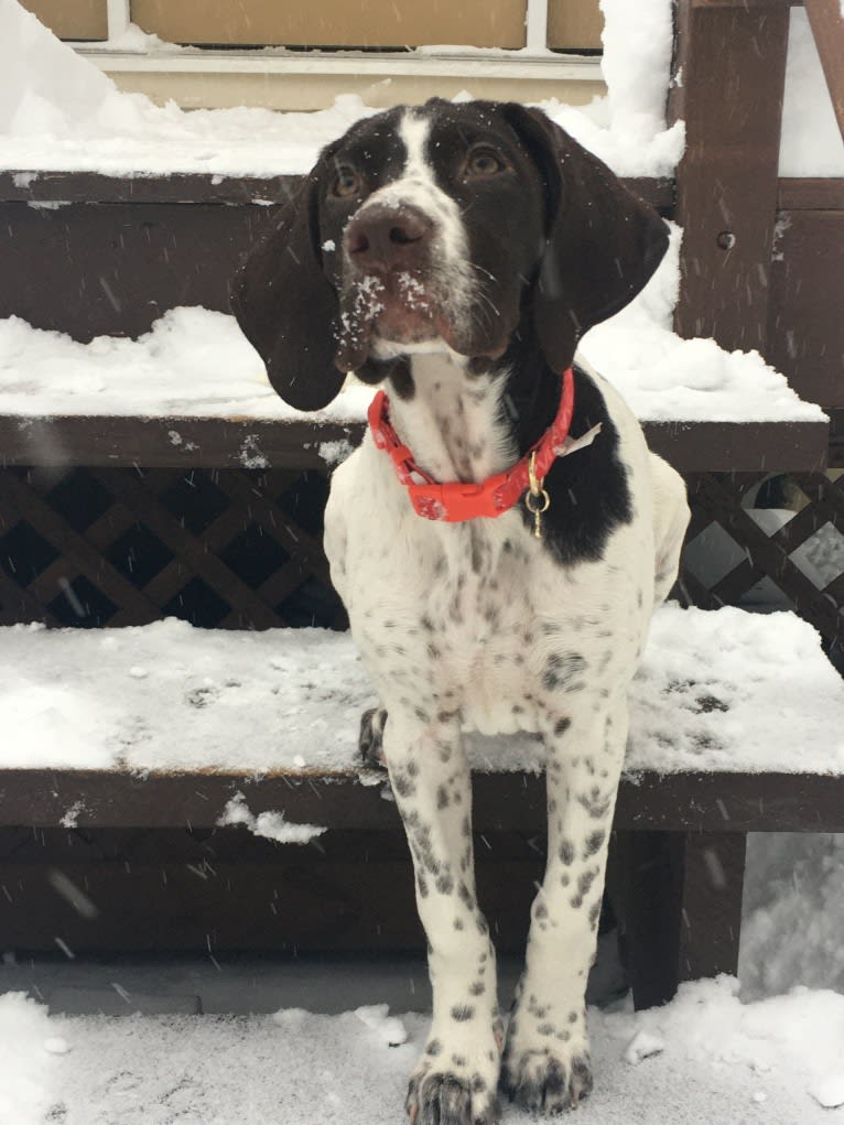 Breezie Rose, a German Shorthaired Pointer tested with EmbarkVet.com