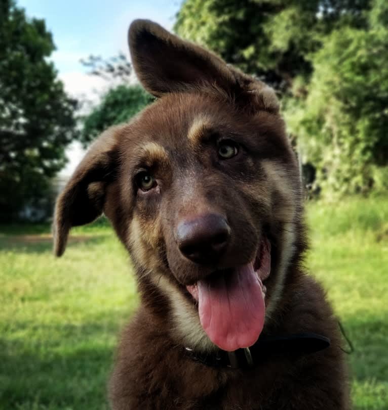 Bell's whiskey bear von Wolfgang haus, a German Shepherd Dog tested with EmbarkVet.com