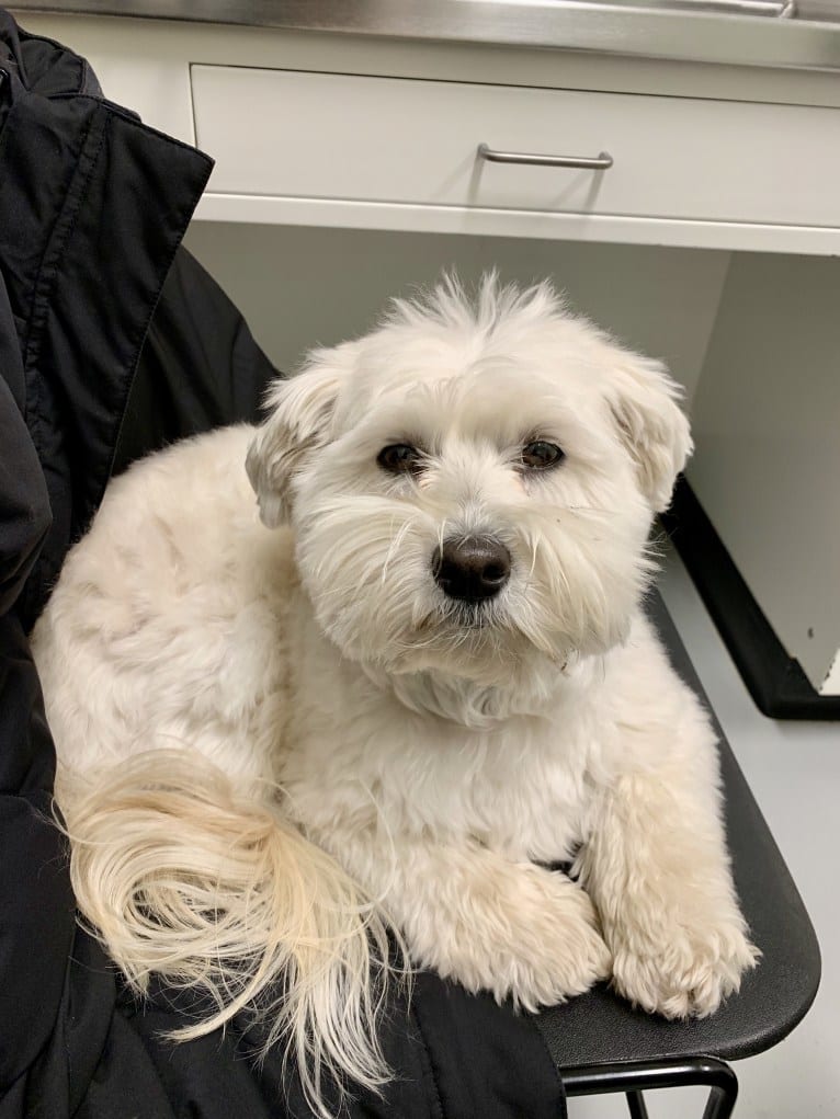 Bastien, a Havanese tested with EmbarkVet.com