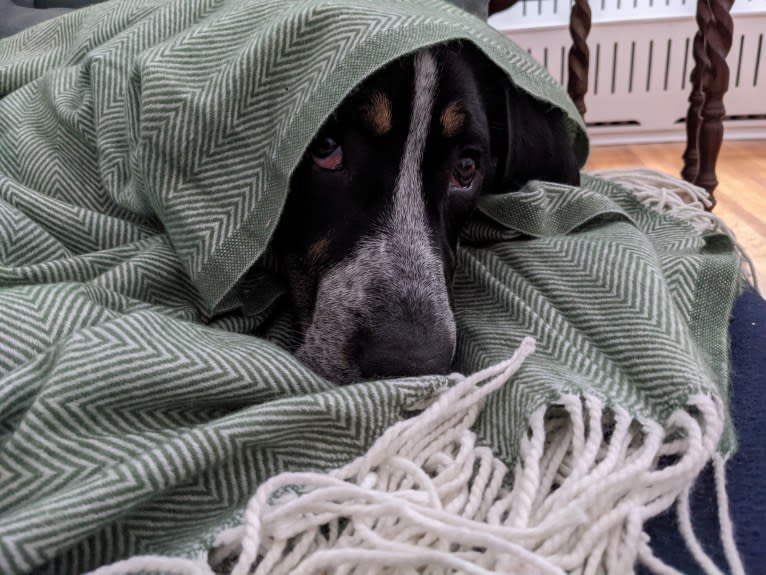 Crick, a Border Collie and Bluetick Coonhound mix tested with EmbarkVet.com