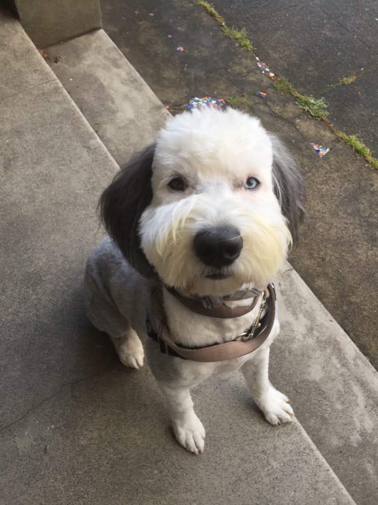 Winston, an Old English Sheepdog tested with EmbarkVet.com