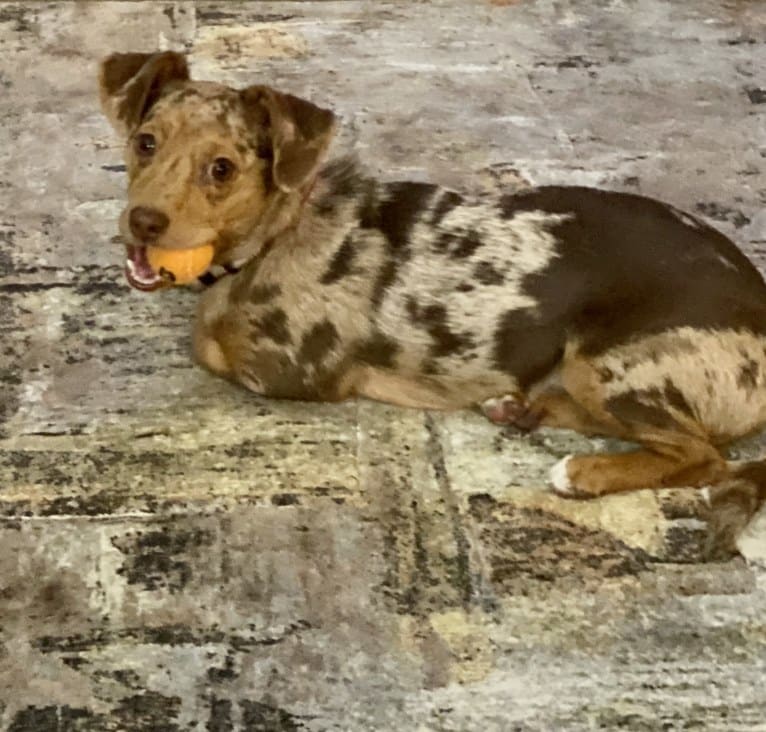 Mokie, a Dachshund and Russell-type Terrier mix tested with EmbarkVet.com