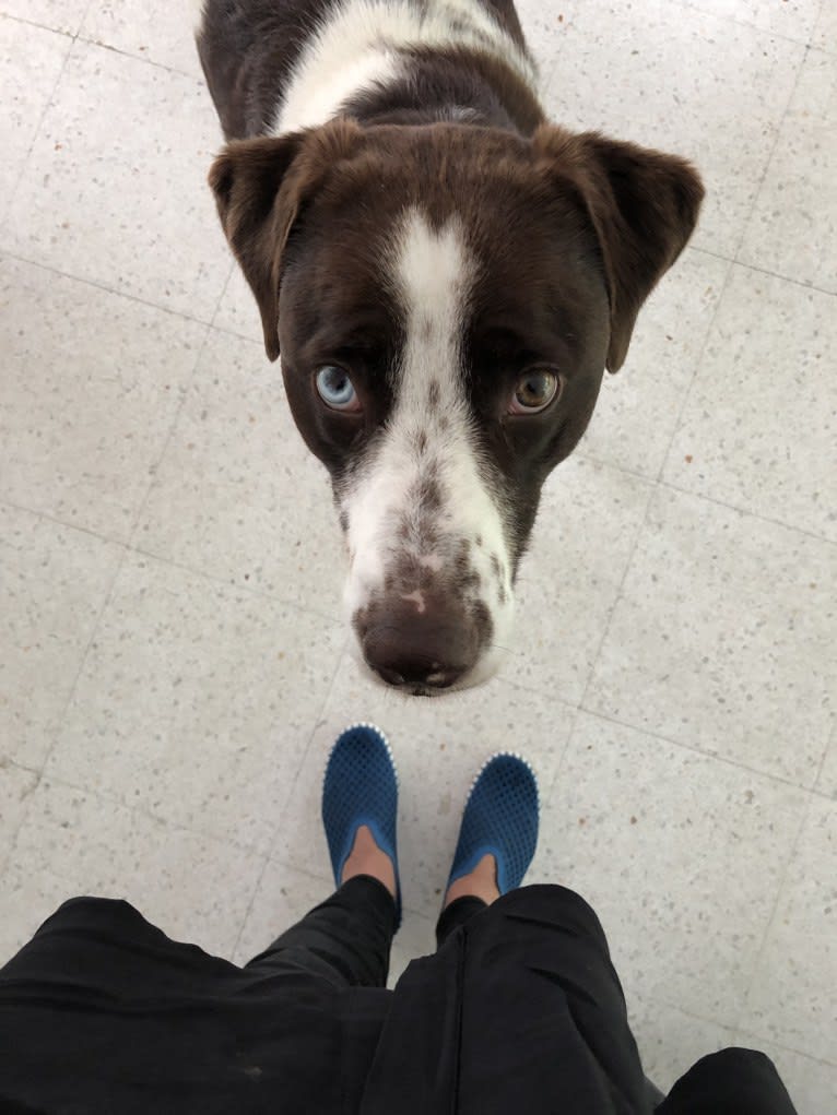 Banksy, a Labrador Retriever and American Pit Bull Terrier mix tested with EmbarkVet.com