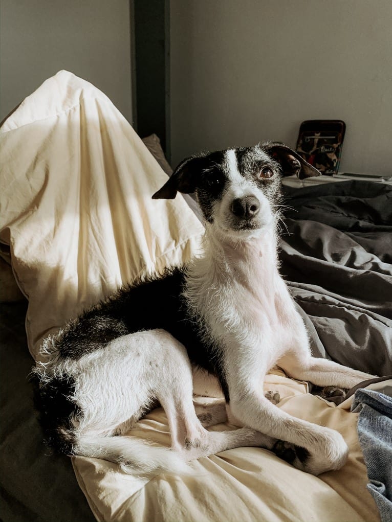 Badger, a Miniature Schnauzer and Chihuahua mix tested with EmbarkVet.com