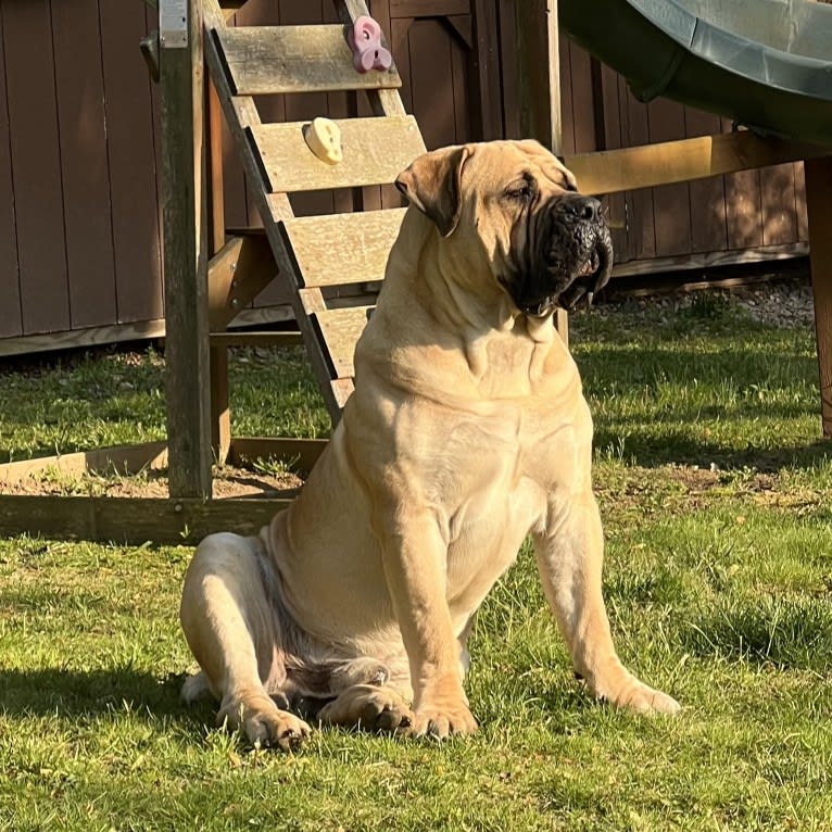 Gobi Boland, a Boerboel tested with EmbarkVet.com