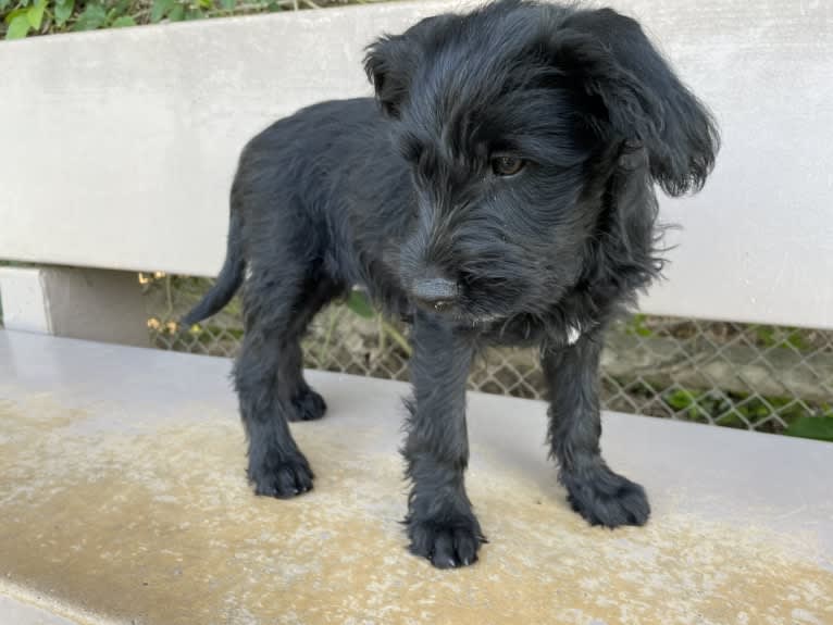 Taleeta, a Miniature Schnauzer and Weimaraner mix tested with EmbarkVet.com