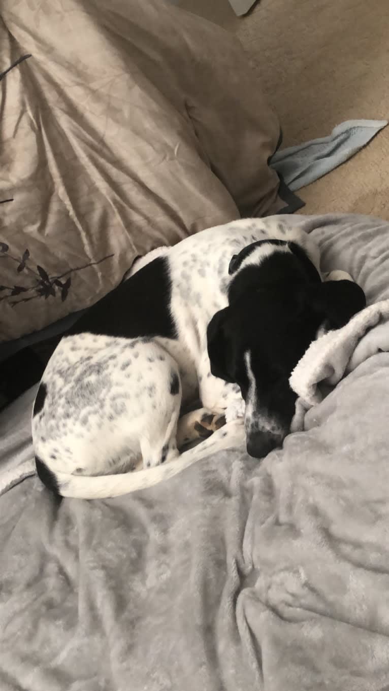 Callie, a Treeing Walker Coonhound and Border Collie mix tested with EmbarkVet.com