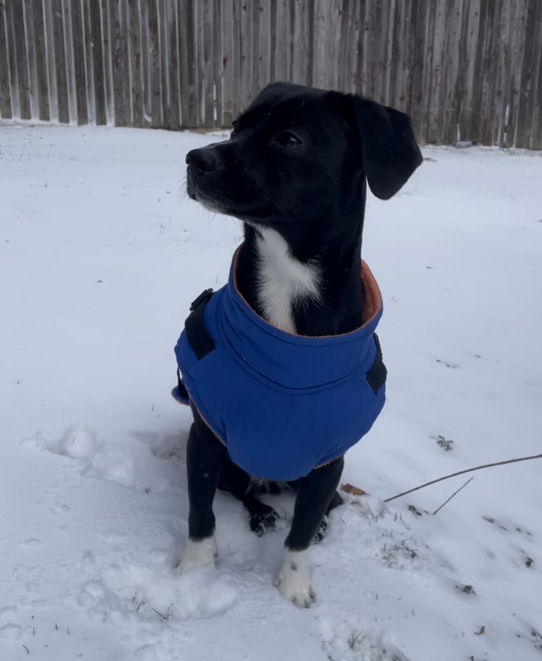 Wexford, a Chihuahua and Dachshund mix tested with EmbarkVet.com