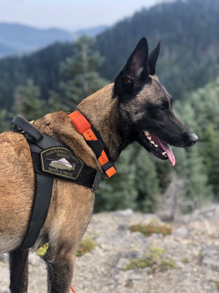 Rook, a Belgian Shepherd tested with EmbarkVet.com