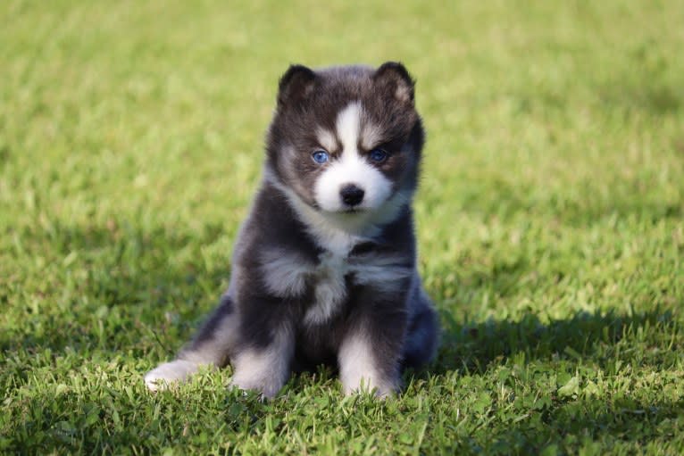 KIRI-F3, a Pomsky tested with EmbarkVet.com