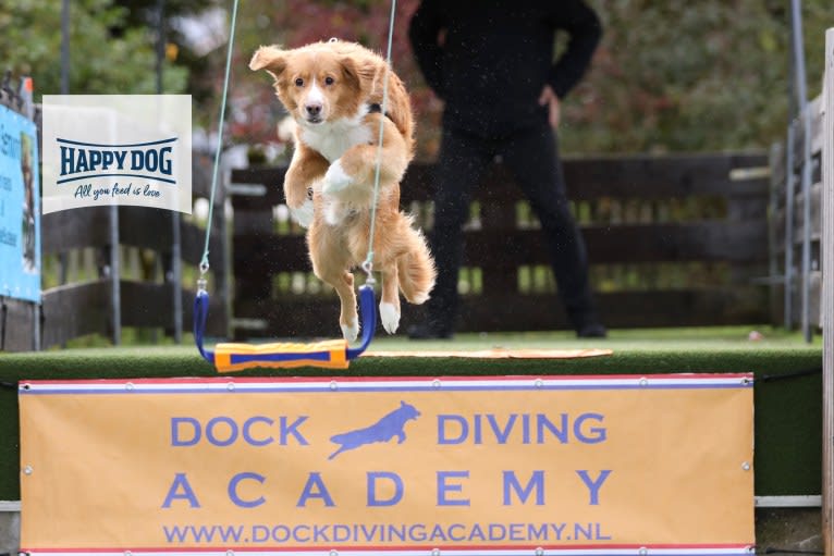 Toby, a Nova Scotia Duck Tolling Retriever tested with EmbarkVet.com