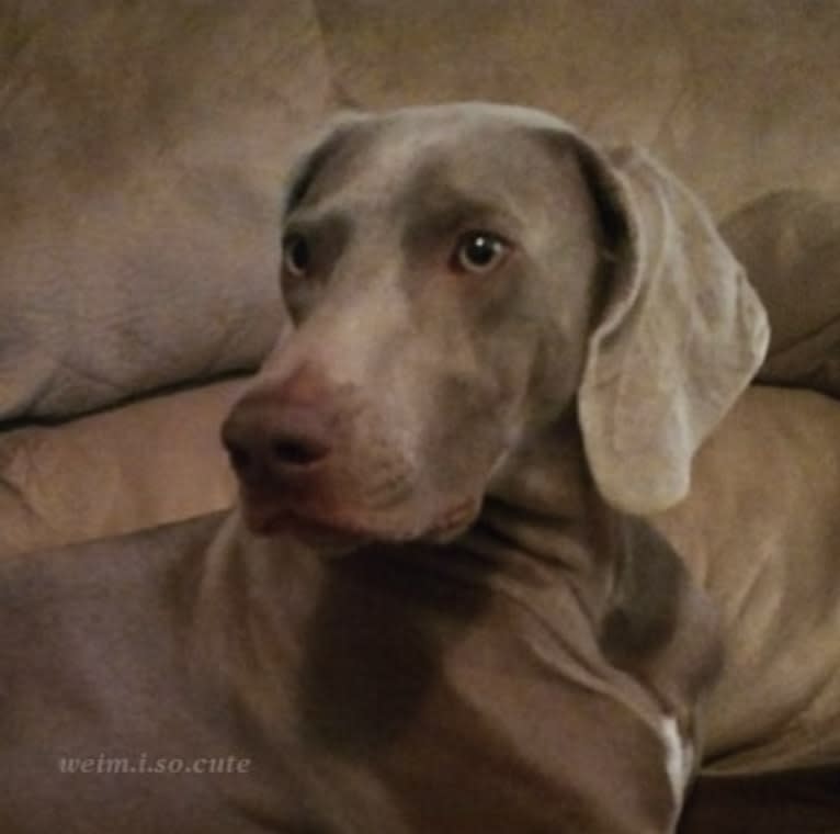 Shelby, a Weimaraner tested with EmbarkVet.com