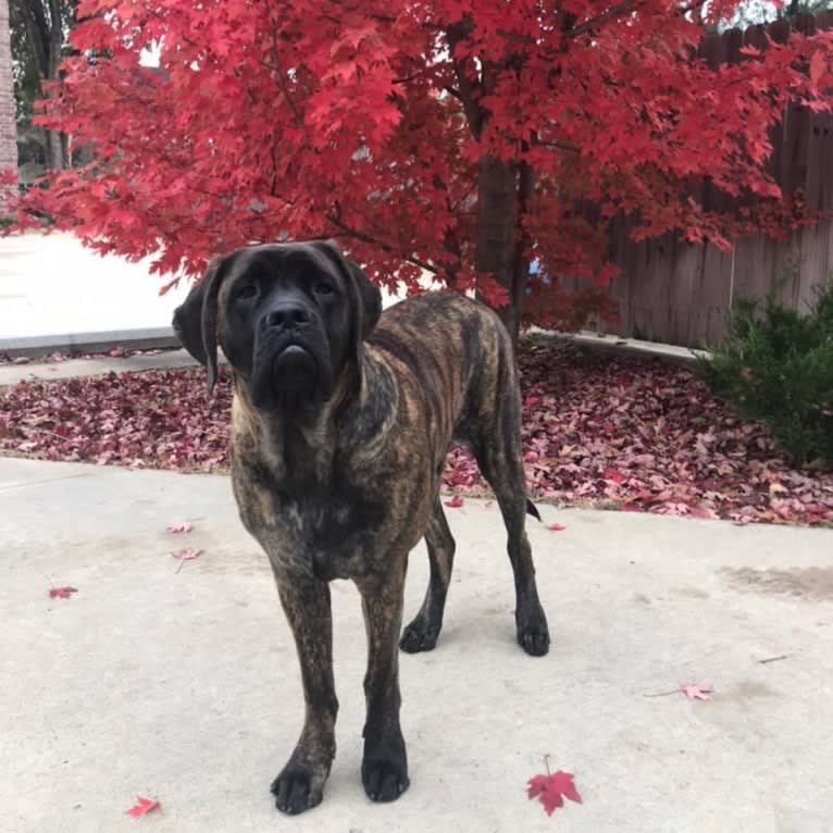 Calliope Jo Prudence Plein, a Mastiff tested with EmbarkVet.com