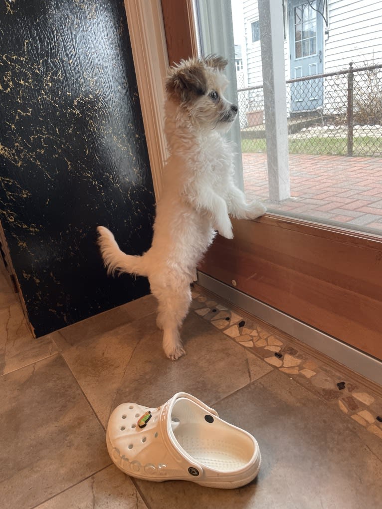 Cleo, a Poodle (Small) and Pekingese mix tested with EmbarkVet.com