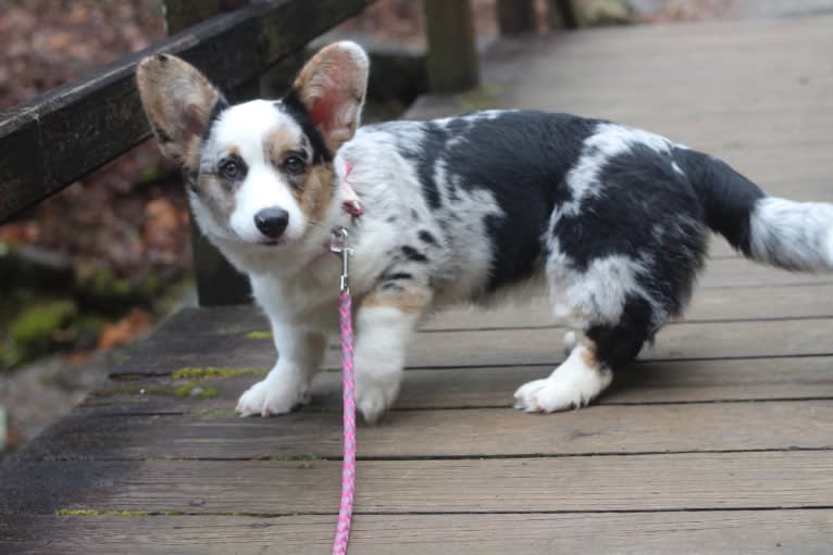 Julie, a Cardigan Welsh Corgi tested with EmbarkVet.com