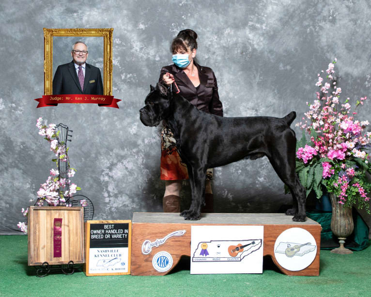 Diesel, a Cane Corso tested with EmbarkVet.com