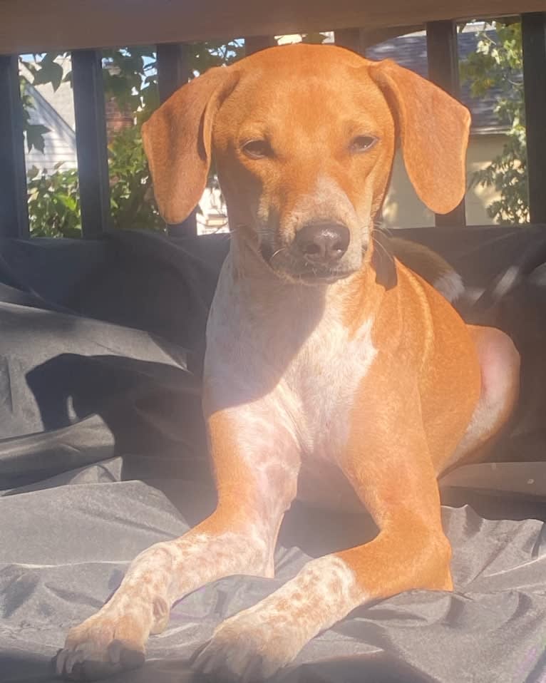 Rook Williams, a Basenji and American English Coonhound mix tested with EmbarkVet.com
