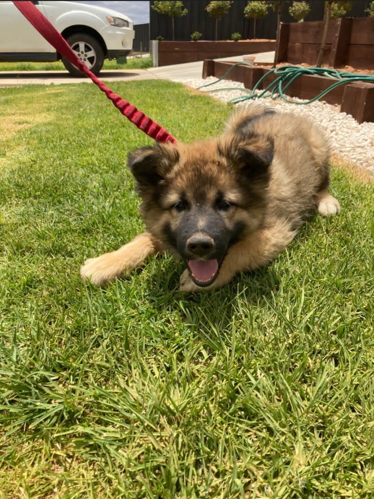 Tinos, a German Shepherd Dog and Alaskan Malamute mix tested with EmbarkVet.com